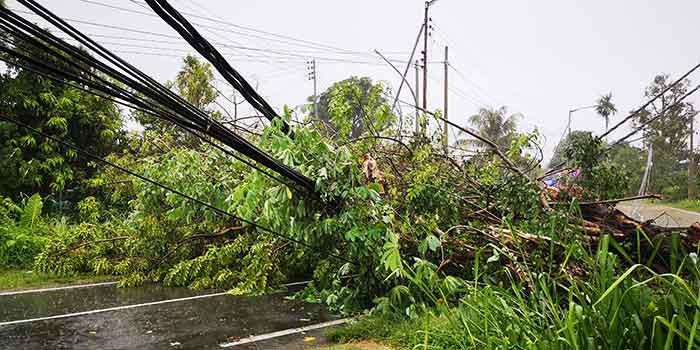 downed powerlines and fallen trees