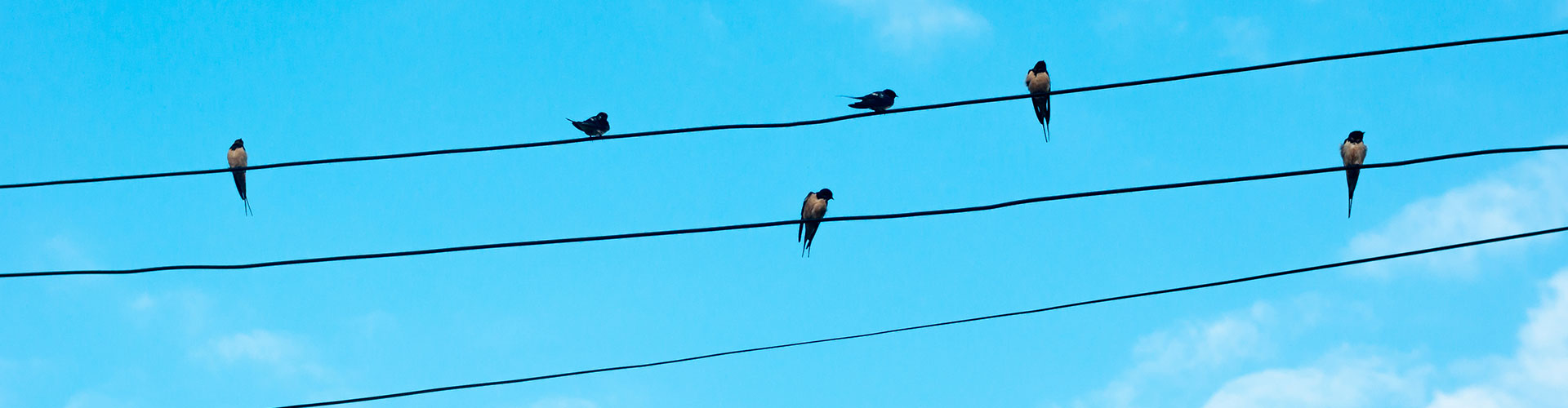 birds on electrical wire