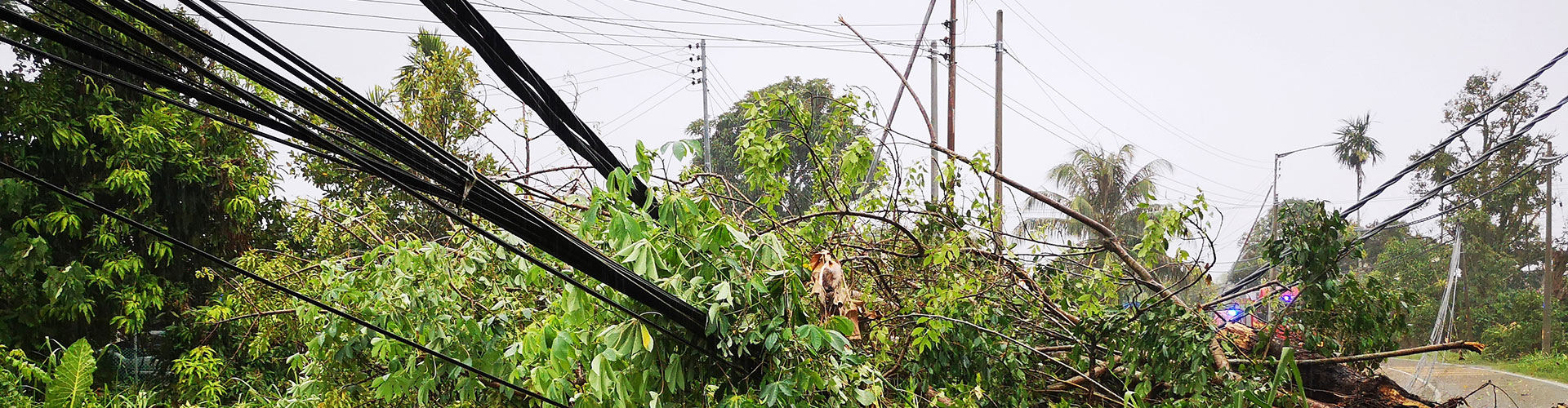 fallen tree on powerline